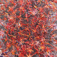 Lungflora, 2010, encaustic on panel, 29 x 24 inches